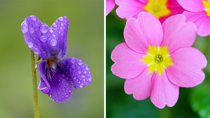Violet and primrose 