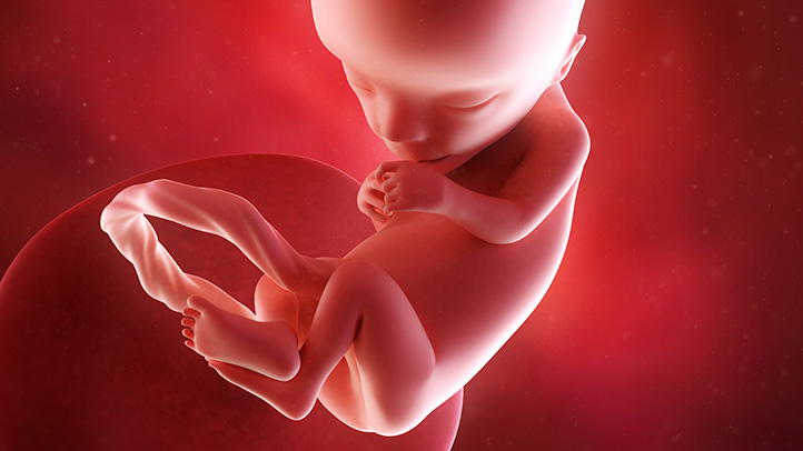 fetal digestion development
