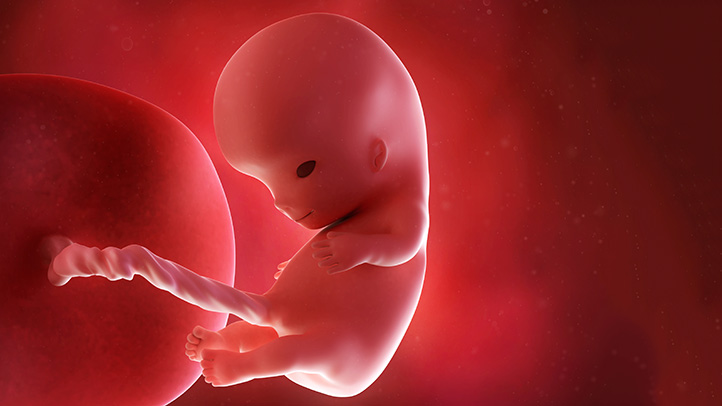 fetal hair, skin and nail development during pregnancy
