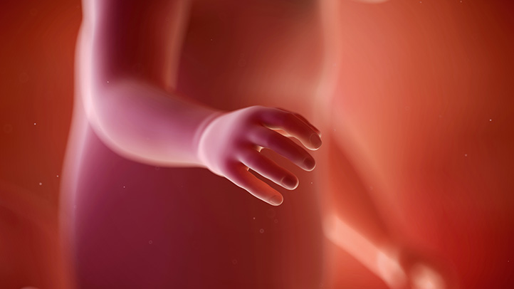 fetal development touch
