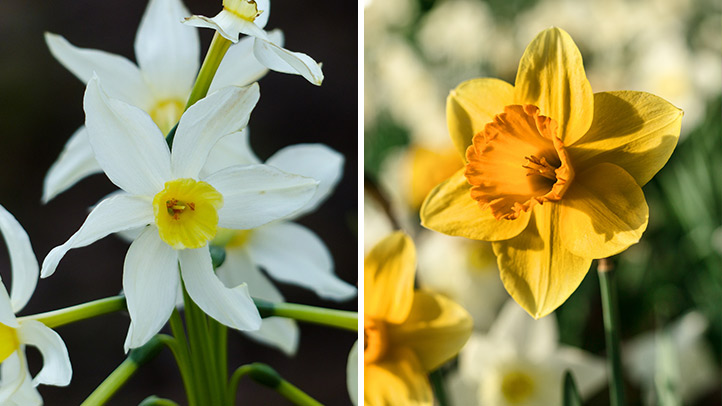 daffodil and jonquil
