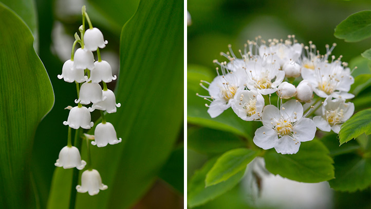 Lily of the valley and hawthorn 