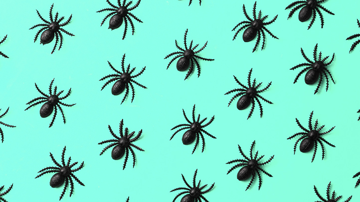 spider bites in kids, black plastic spiders on teal blue background