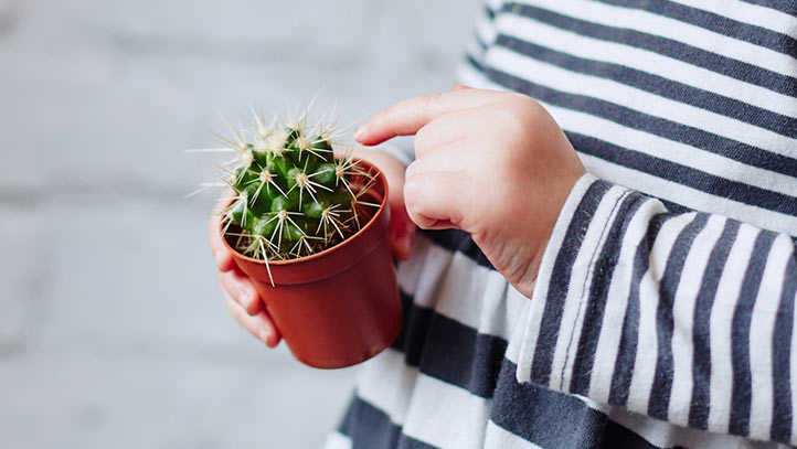 how to remove splinters, child holding cactus plant