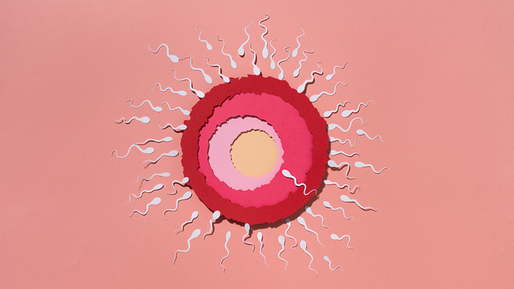 zygote, sperm entering egg